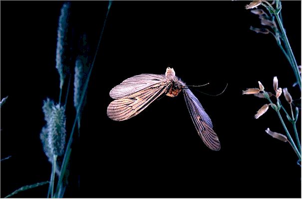 Caddisfly
