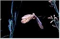 Caddisfly in flight - Michael Durham