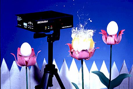 Shutter-Beam in Blooming Eggplant