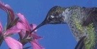 Hummingbird in flower #1