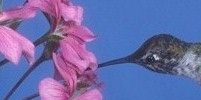 Hummingbird in flower #2