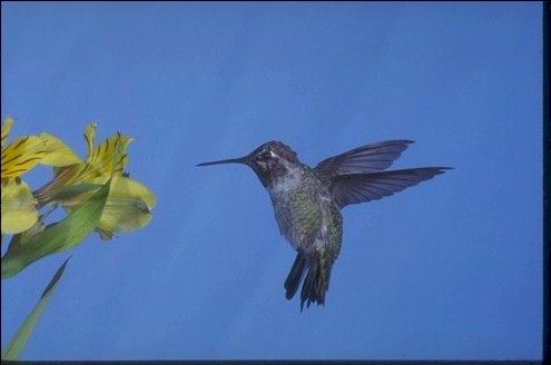 Hummingbird in flight