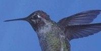 Hummingbird in flight